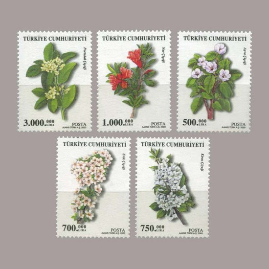 2003 MEYVE ÇİÇEKLERİ